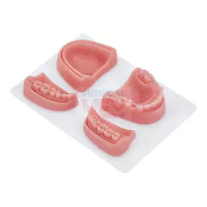 Dental Suturing Simulation Jaw Model