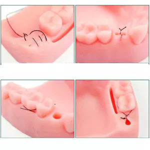 Red Silicone Dental Jaw Practice Pad for Oral Suturing Training
